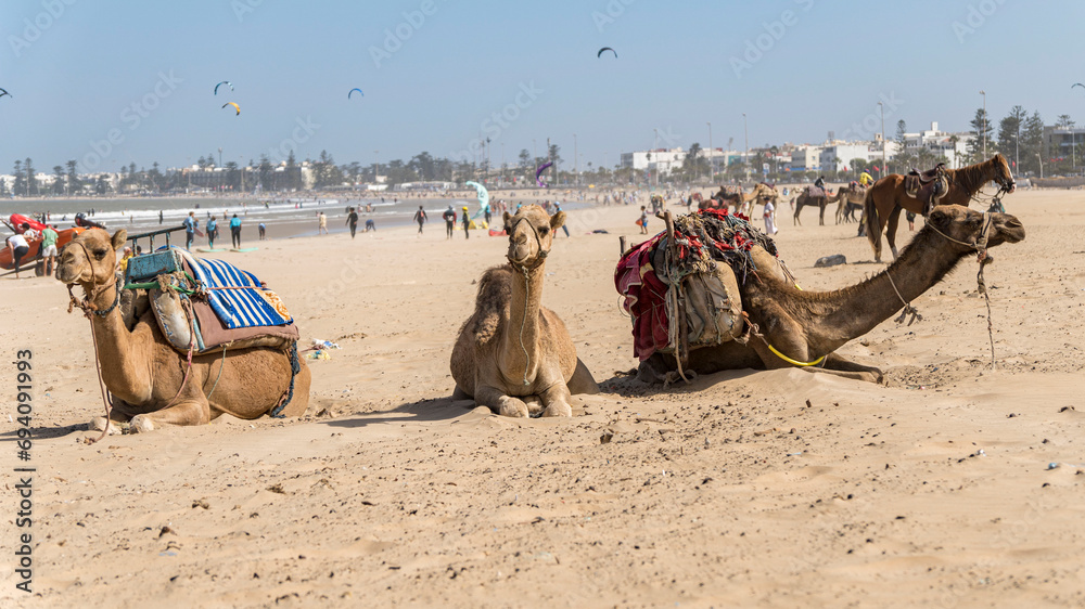 Fototapeta premium Morocco Essaouira travel