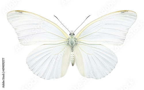 The Cabbage Essence Butterfly Isolated on Transparent Background PNG.