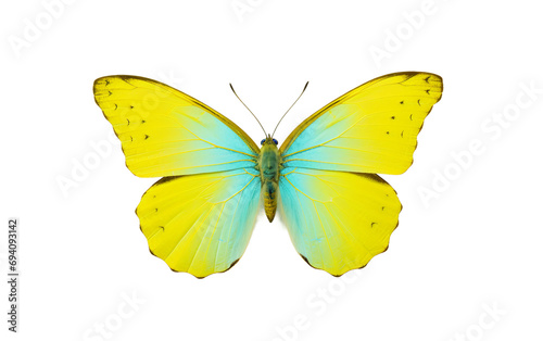 Isolated Sulphur Beauty Butterfly Isolated on Transparent Background PNG.