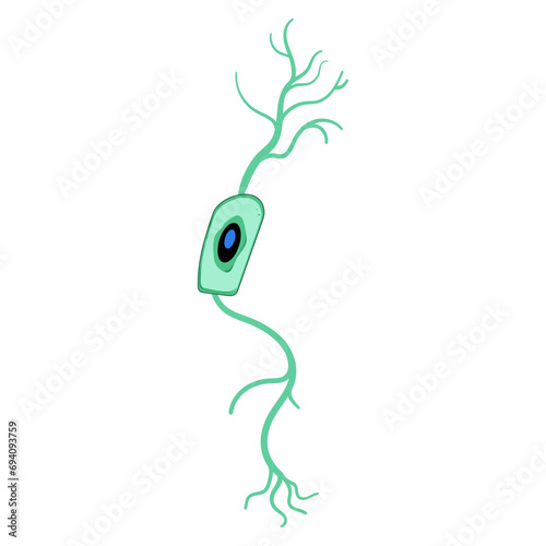 structure neurons cartoon. human anatomy, diagram myelin, axon neurology structure neurons sign. isolated symbol vector illustration