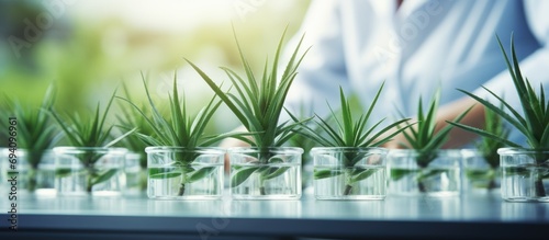 Plant research and innovation for agriculture study, lab expert with aloe vera for herbal medicine and education.