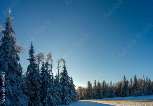 View of a road cutting through an evergreen forest that is covered in heavy snow. The sky is bright blue with no clouds and provides room for copy. The snow is deep blue as it reflects the color of th