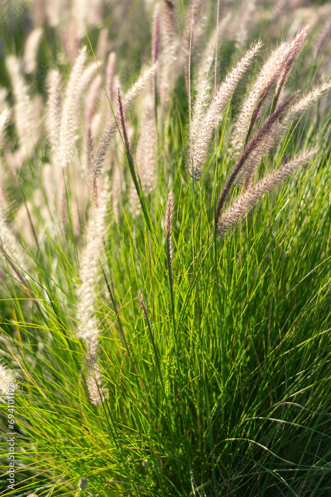 Raadiant grass in the morning