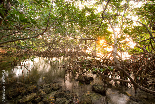 Interior of a Red Mangrove habitat, Florida Keys National Marine Sanctuary, Key Largo, Florida photo