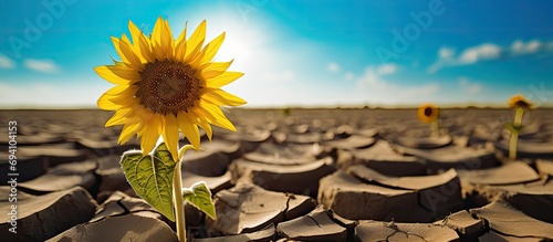 Climate crisis and drought in sunflower fields have caused production crises and increased costs in agriculture. photo