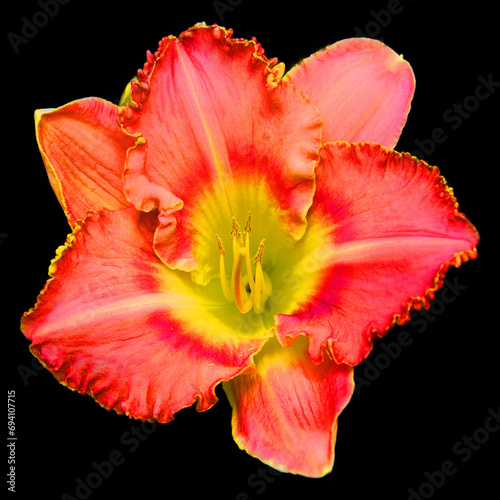 Amaryllis is the only genus in the subtribe Amaryllidinae  tribe Amaryllideae . It is a small genus of flowering bulbs  with two species.