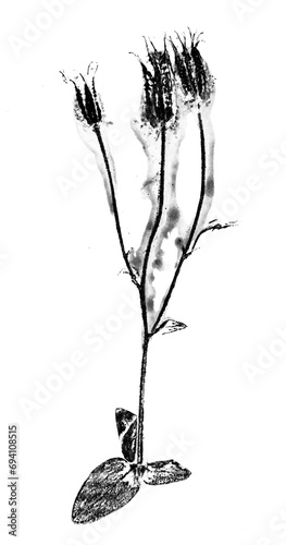 flower - hand print on paper, leaf texture on a white background - botanical illustration
