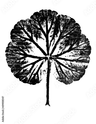 texture of leaf hand print on paper, leaf texture on a white background - botanical illustration