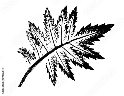 texture of leaf hand print on paper, leaf texture on a white background - botanical illustration
