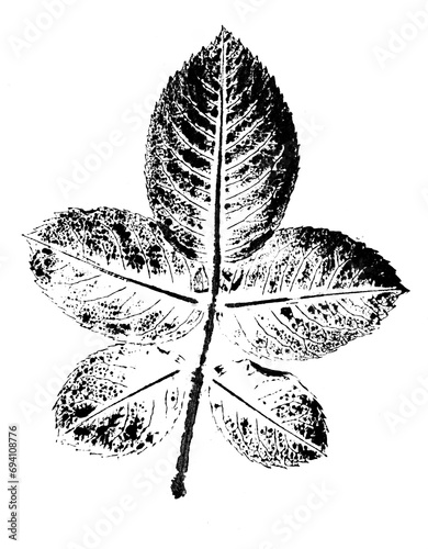 texture of leaf hand print on paper, leaf texture on a white background - botanical illustration