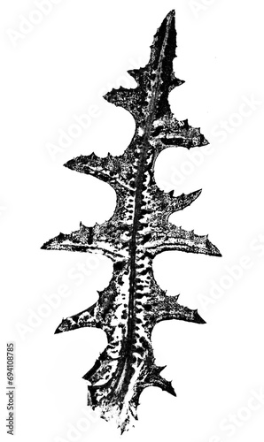 texture of leaf hand print on paper, leaf texture on a white background - botanical illustration
