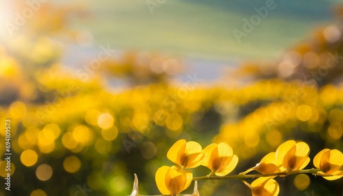 natural yellow background © Pauline