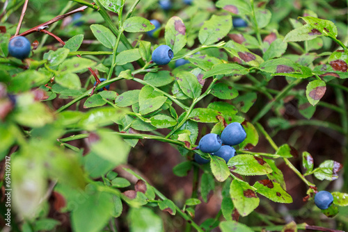 blueberries in the northern forest, close-up, berries
