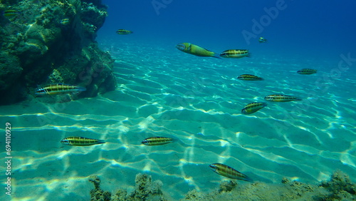 Ornate wrasse (Thalassoma pavo) undersea, Aegean Sea, Greece, Halkidiki 