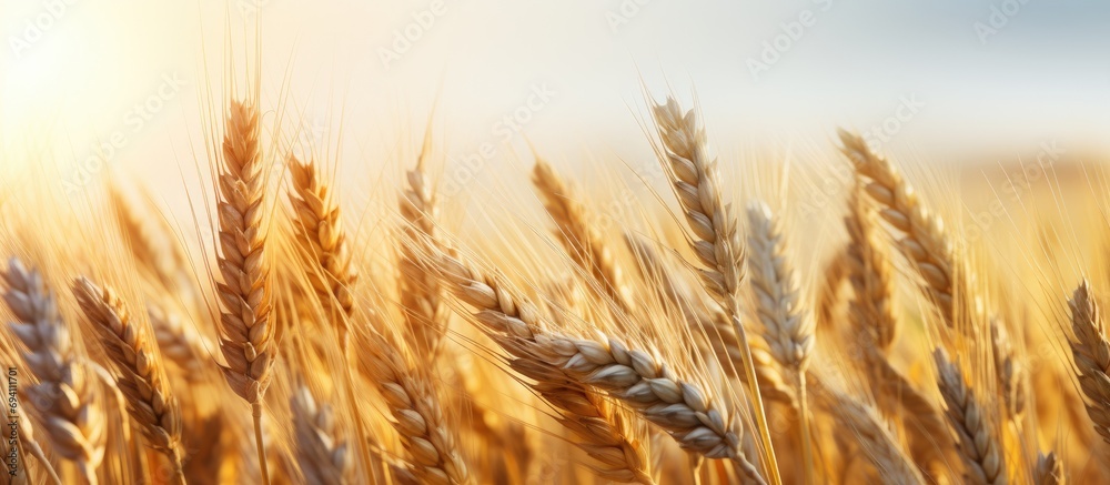 Wheat spikes grown in field. Valuable food. Wheat spikes grown in field. Valuable food.