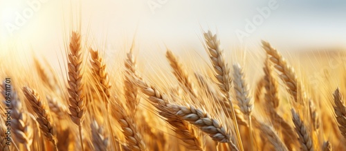 Wheat spikes grown in field. Valuable food.