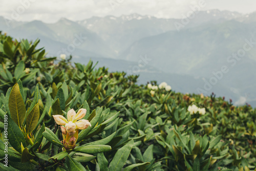 Flowering rhododendron plants growing in a mountainous area selective focus