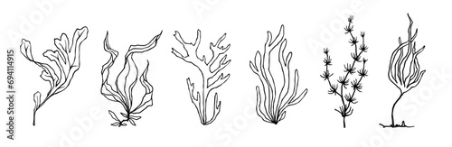 Set of line sketches of seaweed. Vector graphics.