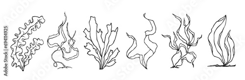 Set of line sketches of seaweed. Vector graphics.