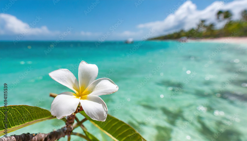 White plumeria flower over clear turquoise blue Caribbean sea water on vacation