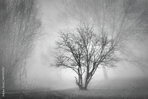 Un matin brumeux dans le parc en noir et blanc photo