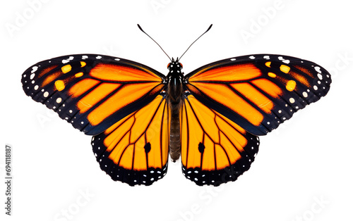 Monarch Butterfly Elegance Isolated on Transparent Background PNG. © Faizan