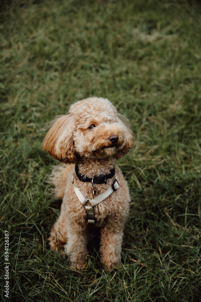 Portrait of cute happy toy poodle dog sitting on the grass waiting for the command. Training. Vertical banner