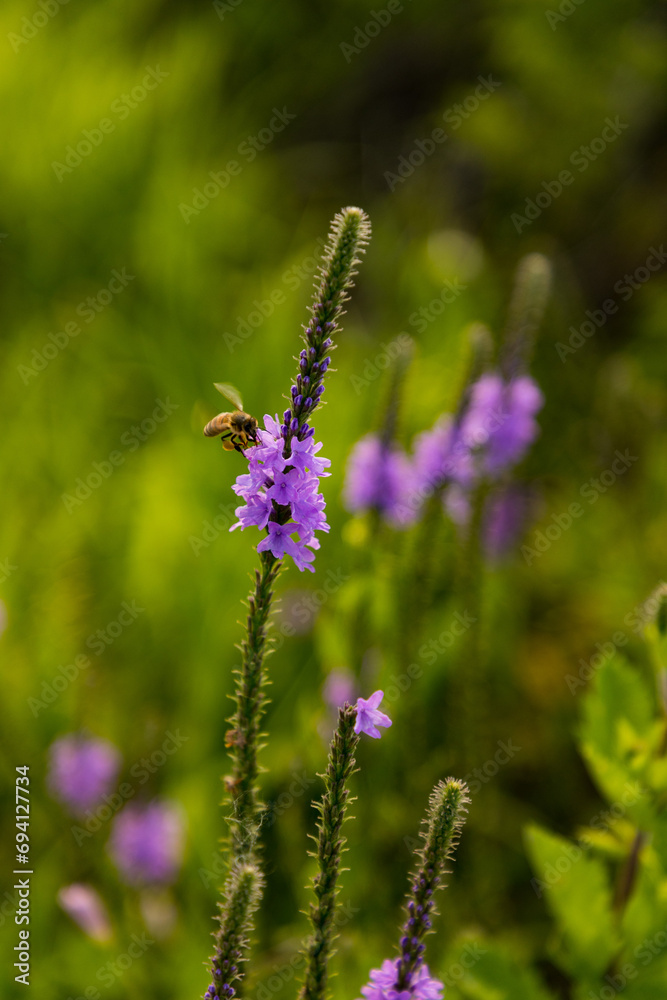 Fototapeta premium Bee on flower 