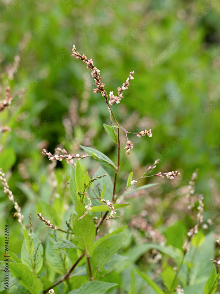 タデアイ　薬用植物
