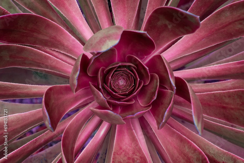 Close up of a pink succulent in a botanical garden.