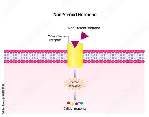 Nonsteroid hormones mechanism of action. The hormone is the first messenger, binds to the receptor and activating a second messenger inside the cell resulting in cellular response. Vector illustration