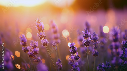 Lavender Fields at Sunset Glow. Beauty of lavender flowers bathed in warm glow of a setting sun.