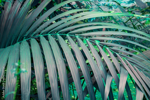 Palm leaves in tropical garden, Thailand. Selective focus.
