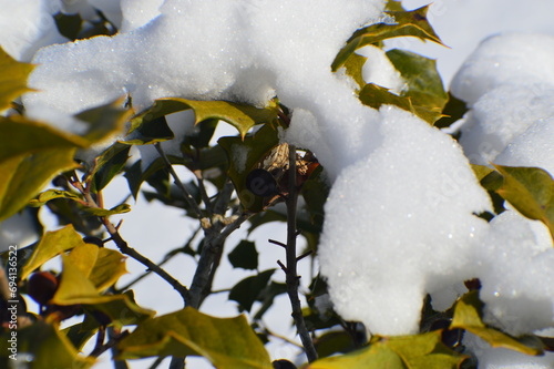 Close up of fresh snowfall on holly tree branch