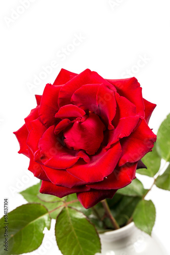 Fototapeta Naklejka Na Ścianę i Meble -  Beautiful red rose on a white background, background with red rose