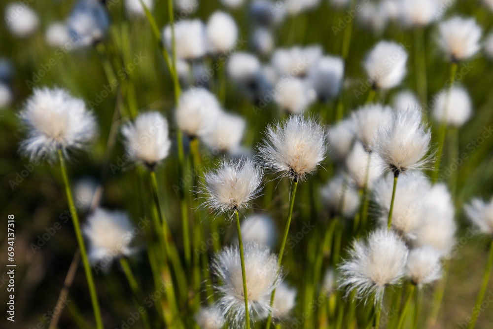 Cotton grass with green plants out of focus, useable as background or banner
