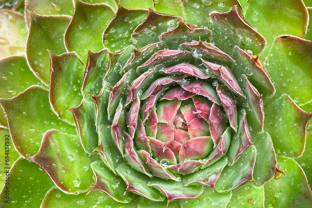 Obraz premium Sempervivum sempervivum, top view 