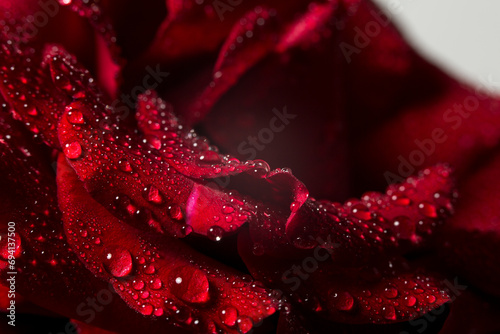Beautiful red rose on a white background  background with red rose