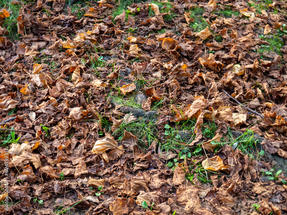 Autumn concept. Dry leaves lie on the green grass. December in the subtropics. Autumn concept. Dry leaves lie on the green grass. December in the subtropics.