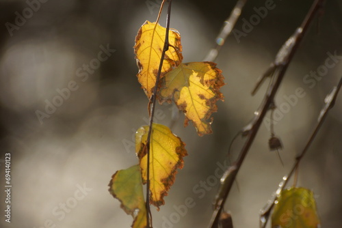 Yellow leaves, black branches, white snow.  The cold wind hisses: “Die,” and the leaves move and answer with a sigh: “No.”  The wind will blow, the dried branches will sway, the gray sky and they will