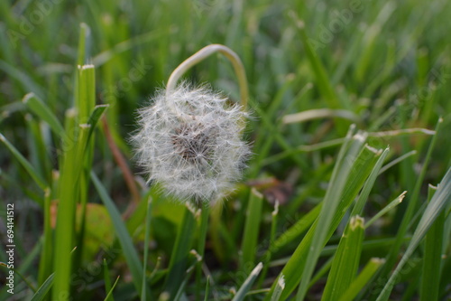dandelion in grass