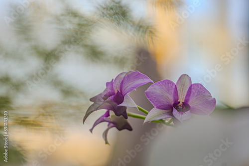 Orchids mounted on Kentia Palm trunk. Beautiful Wild Orchid Mount Murud photo