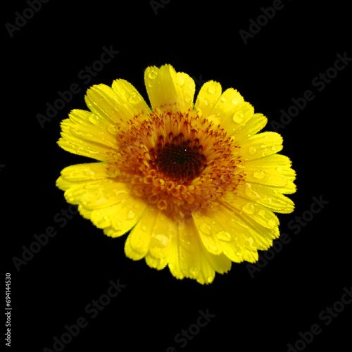 Coreopsis is a genus of flowering plants in the family Asteraceae. Common names include calliopsis and tickseed  a name shared with various other plants.