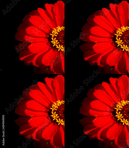 Zinnia is a genus of plants of the sunflower tribe within the daisy family. They are native to scrub and dry grassland in an area stretching from the US to South America and Mexico photo