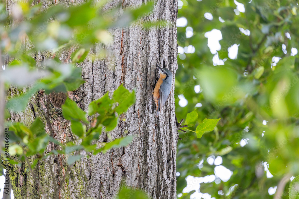 Obraz premium Eurasian Nuthatch (Sitta europaea) Outdoors