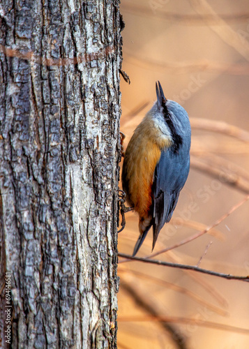 Eurasian Nuthatch (Sitta europaea) Outdoors