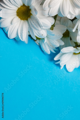 White chrysanthemum flowers on a blue background, background with chrysanthemums photo