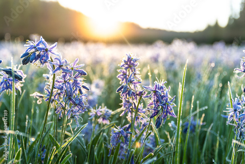 Frosted Camas Root Flowers photo