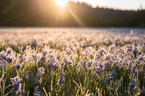 A Sea Of Purple Flowers