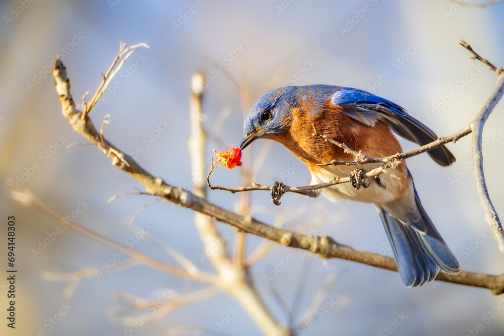 An Eastern Bluebird feeds on small red berries